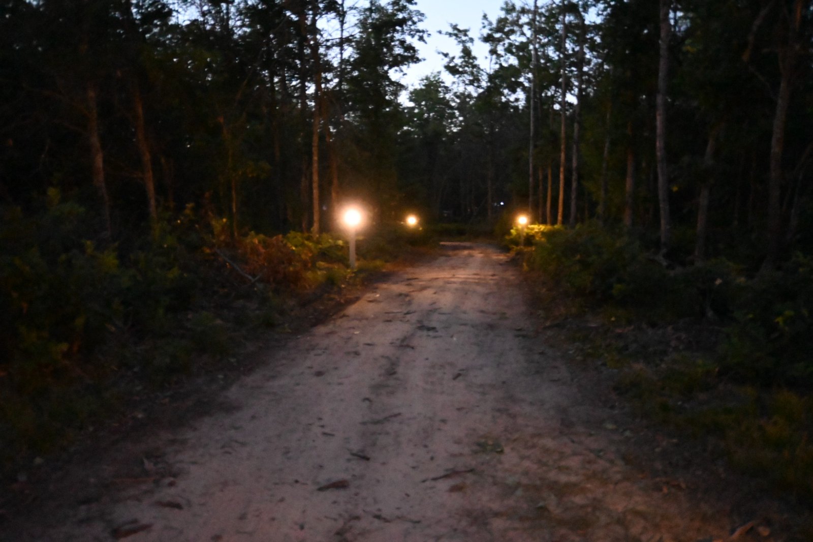 Wooded Kirby Land trail illuminated at night